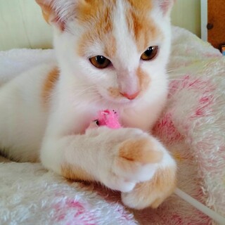 小柄な可愛い子猫