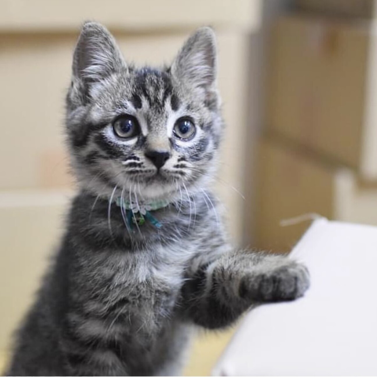 お申し込みあり アイラ 福岡県 猫の里親募集 ペットのおうち 月間利用者150万人