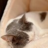 見ているこっちまで幸せになるような寝顔です