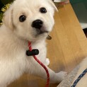 中型雑種仔犬　R3.9.10頃生まれの女の子