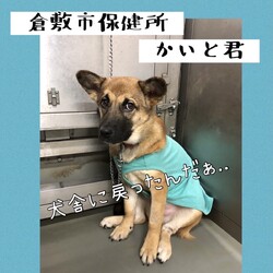お泊り保育から犬舎に戻った、かいと君→譲渡決定！