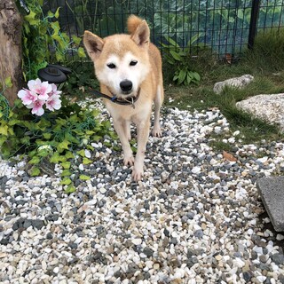 トライアル決定の為一時停止まゆちゃん