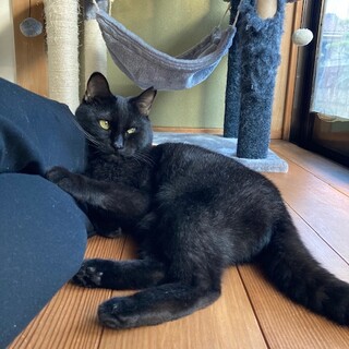 すりすりごろごろの黒猫くん