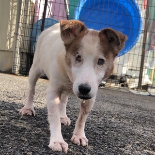 トライアル決定につき、一時停止全盲のひとみさん