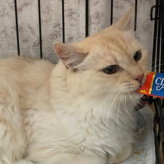 ふわふわの美猫♡ゆきちゃん