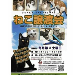 ねこ譲渡会@高槻市 サムネイル1