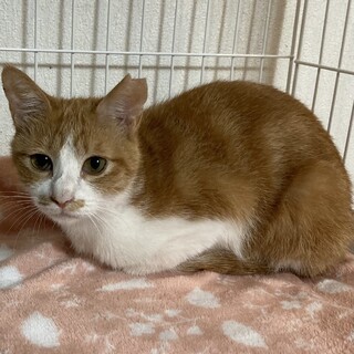 超天然のマイペースな小さな女の子