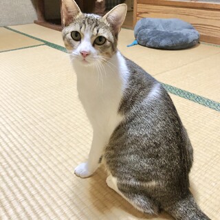 【急募】1歳のサバ白の雄猫の里親さん