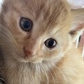 可愛い子猫の里親募集中❗️