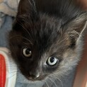 可愛い子猫の里親募集中❗️