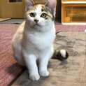 ☆三毛猫ちゃん4ヶ月☆①