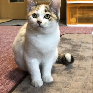 ☆三毛猫ちゃん4ヶ月☆①