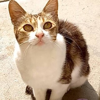 アメリカンショートヘアミックスの女の子