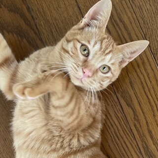 生後6ヶ月☆甘えん坊の茶トラの男の子です！