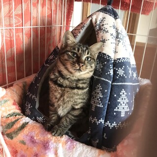 譲渡会☆福島県飯坂町１１月２１日 優しいキジトラ