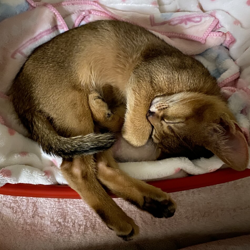 アルチパールのカバー写真