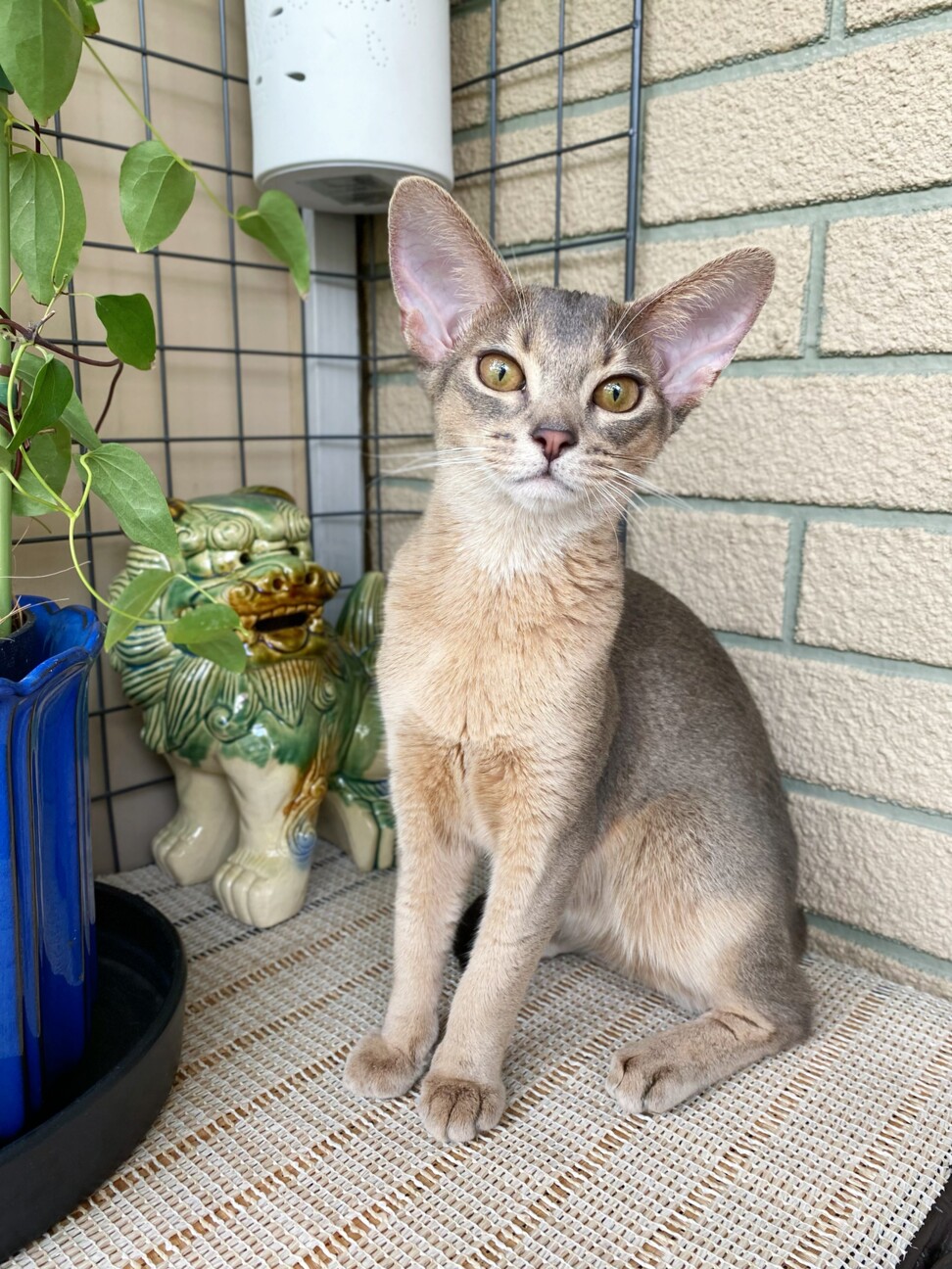 ティファニー