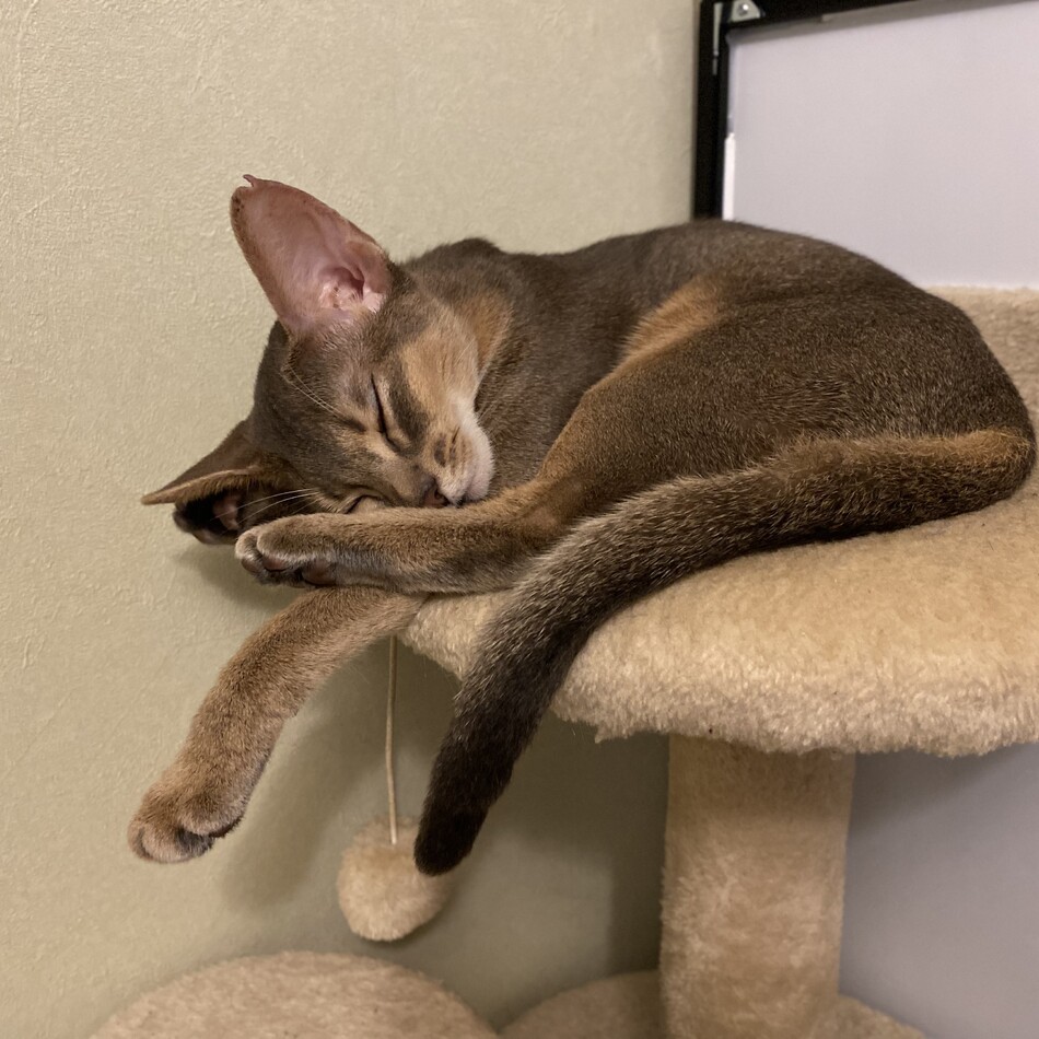 ティファニーのカバー写真