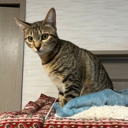 (一社)長崎ねこの会 猫の譲渡会