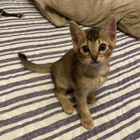 ビックフットくん