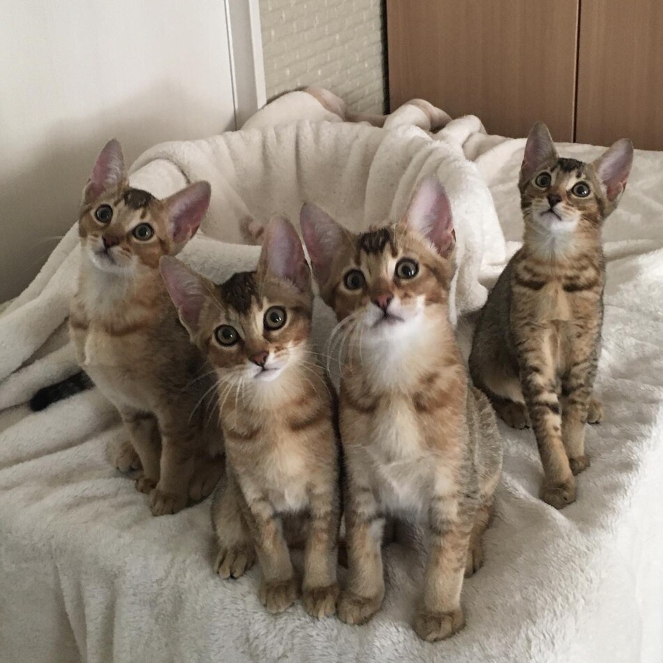 ビックフットくんのカバー写真