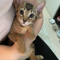 ブラックシェルちゃん