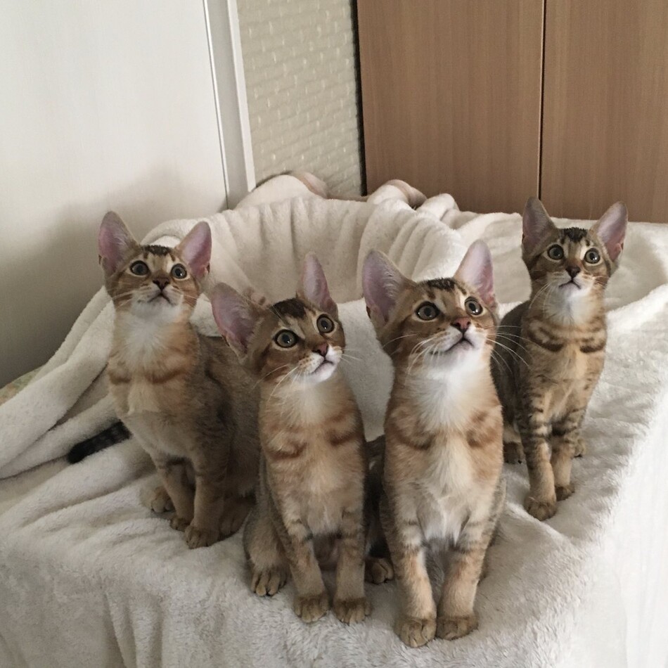 ブラックシェルちゃんのカバー写真