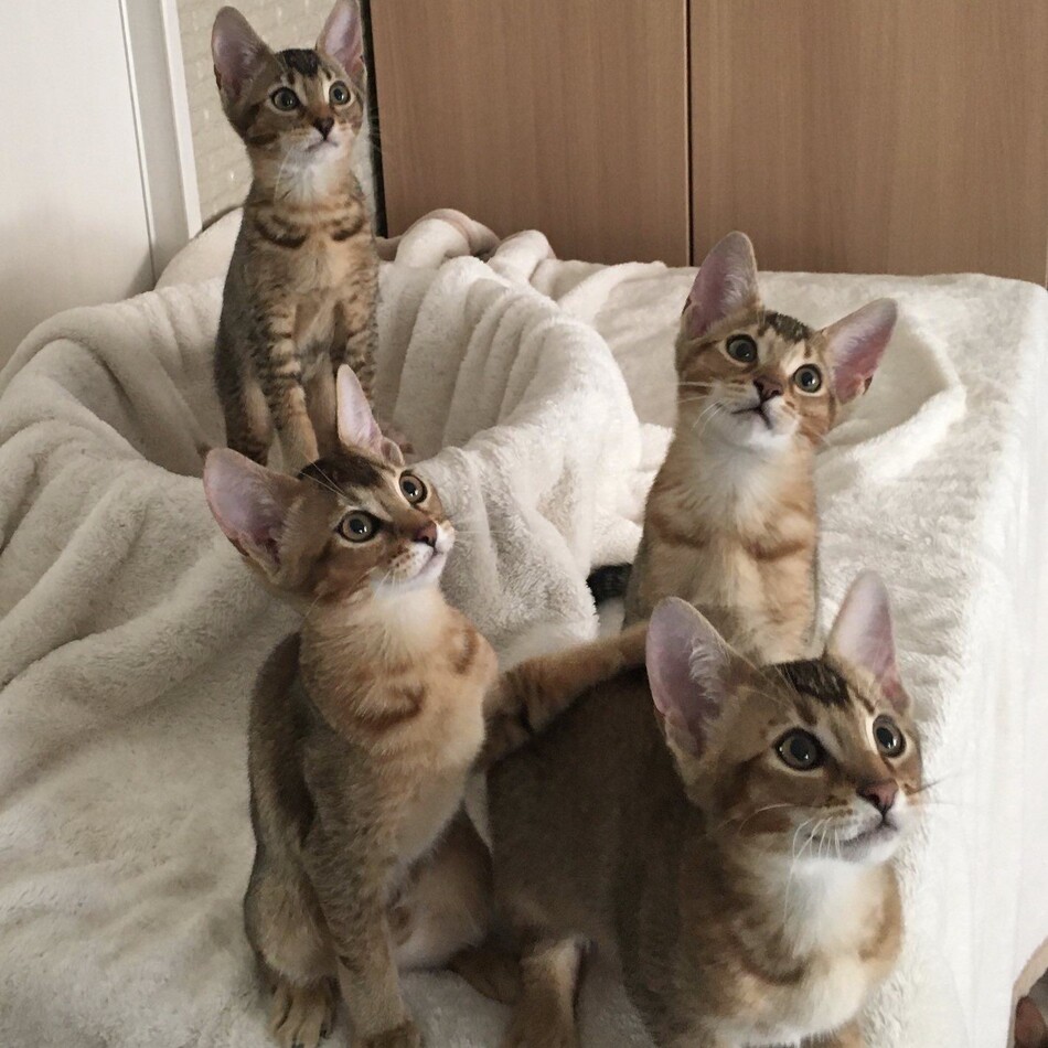 スカイくんのカバー写真