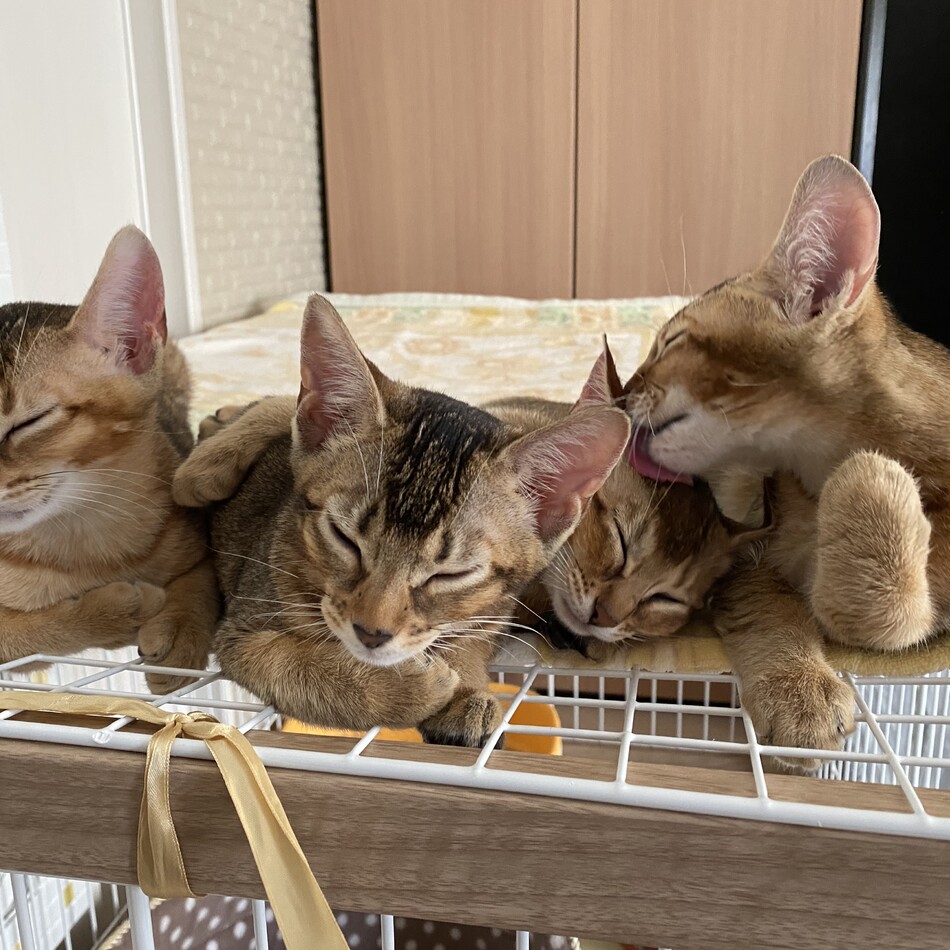 バブルアイちゃんのカバー写真