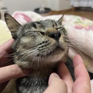 保護時体重2.4キロ小柄の3歳の男の子！