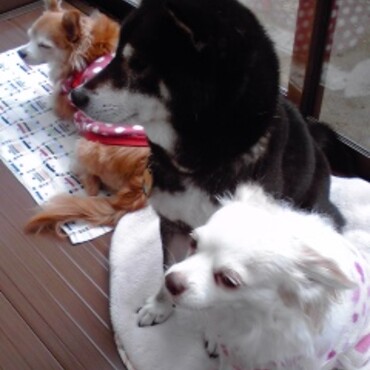 好きな場所の縁側で集合写真。みんな虹の橋を渡ってしまいました。チワワはブリーダー崩壊から保護されて、うちにやってきました。手前の子は歯が抜けた李弱くてボロボロになってやってきました。動物を不幸にする悪徳ブリーダーが日本から無くなって欲しいですね。