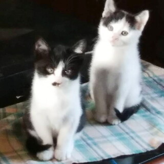 可愛い2カ月兄妹猫2匹の里親さま募集！！