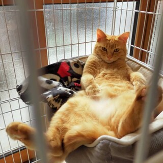 おっとりとした茶トラ