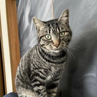 全身タイガースのスリスリゴロゴロのそら君