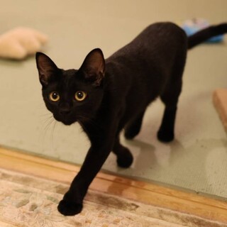 【お見合い随時】元気な黒猫男子ペア