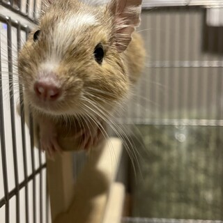 《一時停止中 》推定3ヶ月のおとこのこ。