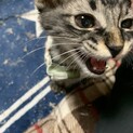 甘えん坊な保護猫^_^ 子猫ちゃん