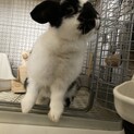 ロップイヤー　女の子　再度募集してます