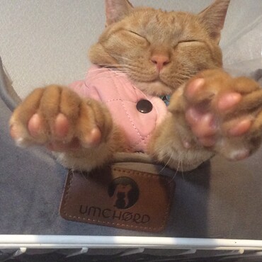 の写真
