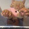 の写真