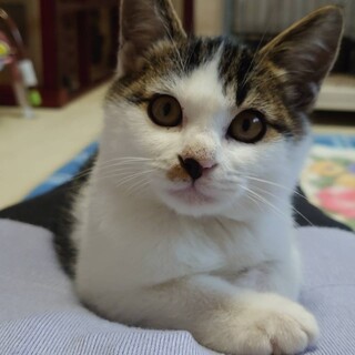 人慣れ抜群猫ちゃん