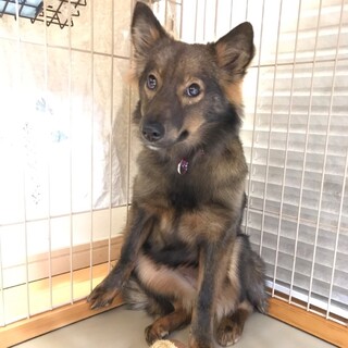 「クミン」女の子