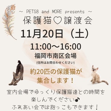 保護猫♡譲渡会in福岡市 ／11月20日（土）11:00〜16:00／ご予約受付中！pets8.jp@gmail.com／090-3342-7443