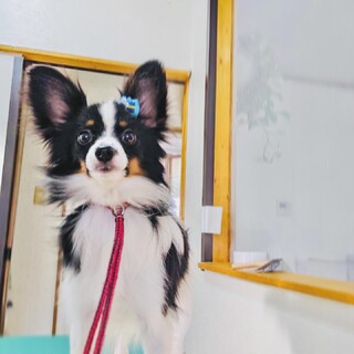 大切にしていただける方を探しています！