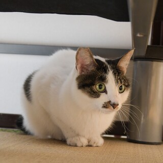 おとなしいメス猫ちゃんです⭐️