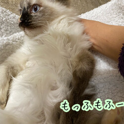 長毛ブルーアイのシャム子