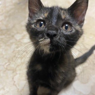 ひとりぼっちで頑張っていた可愛い黒サビちゃん