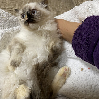 長毛ブルーアイシャム子