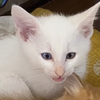 とーっても甘えたなシロ仔猫☆スバル君❣️