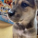 ちっちゃくてかわいい諭吉くん